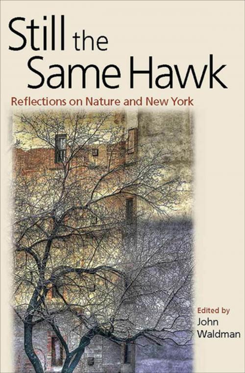 Cover of the book Still the Same Hawk by John Waldman, Fordham University Press