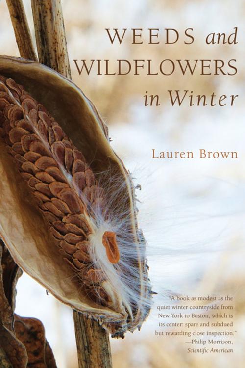 Cover of the book Weeds and Wildflowers in Winter by Lauren Brown, Countryman Press