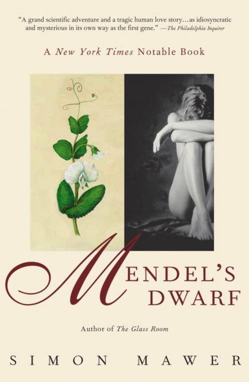 Cover of the book Mendel's Dwarf by Simon Mawer, Other Press