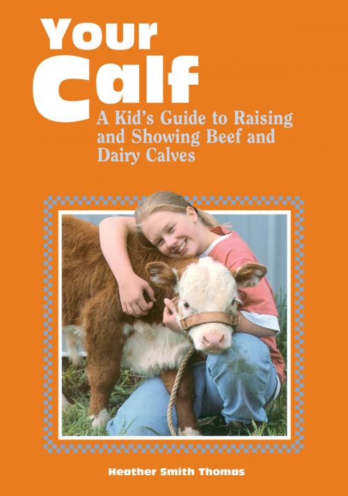 Cover of the book Your Calf by Heather Smith Thomas, Storey Publishing, LLC