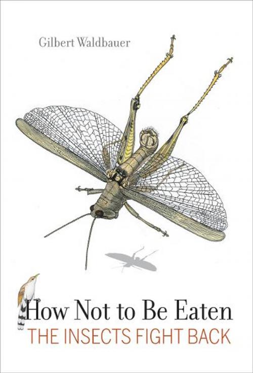 Cover of the book How Not to Be Eaten by Dr. Gilbert Waldbauer, University of California Press