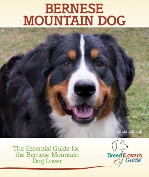 Cover of the book Bernese Mountain Dog by Linda Rehkopf, TFH Publications, Inc.