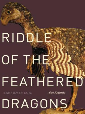 Book cover of Riddle of the Feathered Dragons: Hidden Birds of China