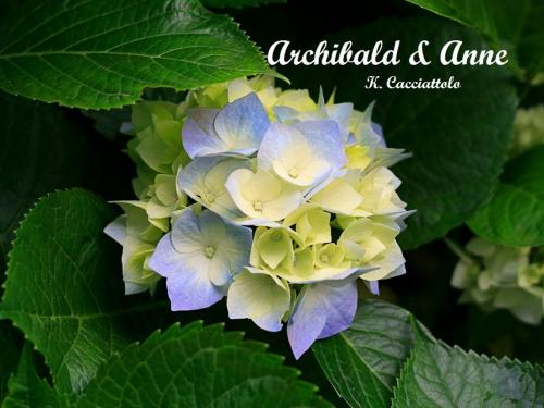 Cover of the book Archibald & Anne (Short Story) by Karen Cacciattolo, Karen Cacciattolo