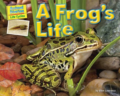 Cover of the book A Frog's Life by Ellen Lawrence, Bearport Publishing