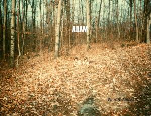 Book cover of Adam Vol.I