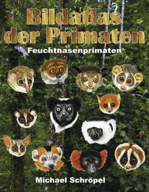Cover of the book Bildatlas der Primaten by Hédi Bouraoui