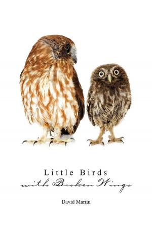 Book cover of Little Birds with Broken Wings