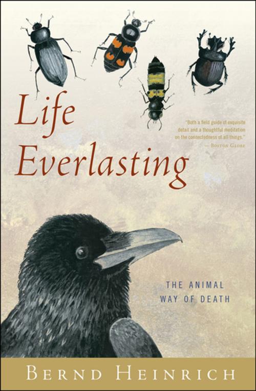 Cover of the book Life Everlasting by Bernd Heinrich, Houghton Mifflin Harcourt