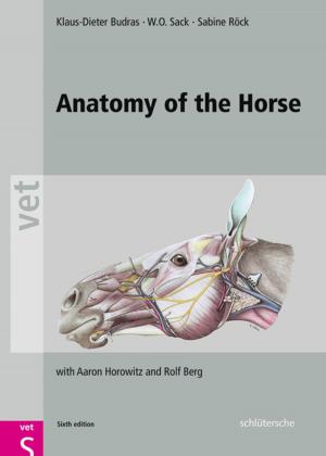 Cover of the book Anatomy of the Horse by Birgit Henze