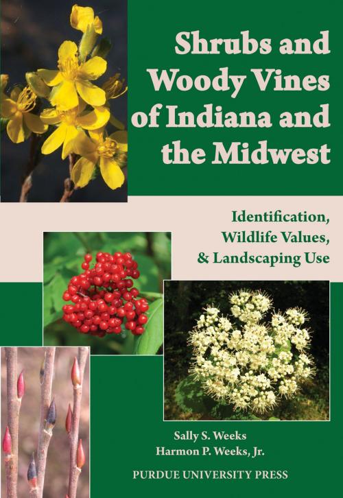 Cover of the book Shrubs and Woody Vines of Indiana and the Midwest by Sally S. Weeks, Harmon P. Weeks Jr., Purdue University Press
