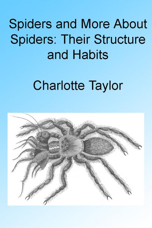 Cover of the book Spiders and More About Spiders: Their Structure and Habits , Illustrated by Charlotte Taylor, Folly Cove 01930
