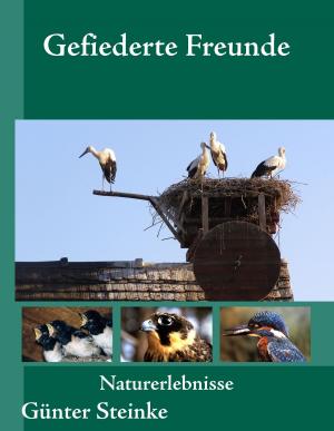 Cover of the book Gefiederte Freunde by Hauke Berkholtz