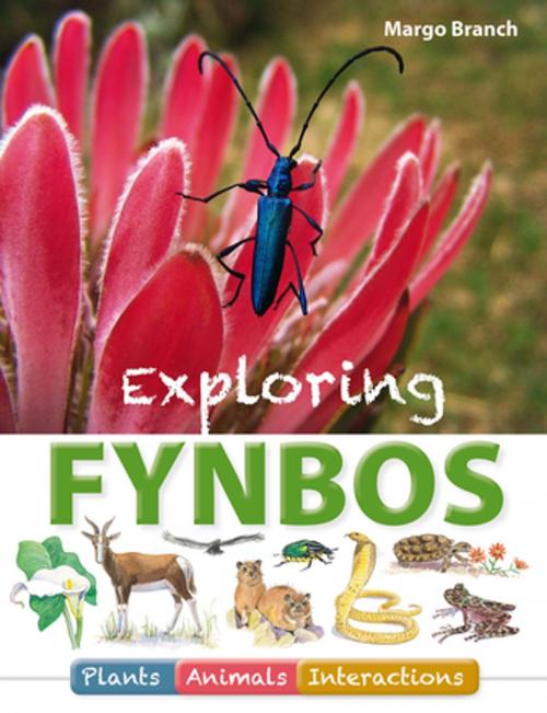 Cover of the book Exploring Fynbos: Plants, Animals, Interactions. by Margo Branch, Penguin Random House South Africa
