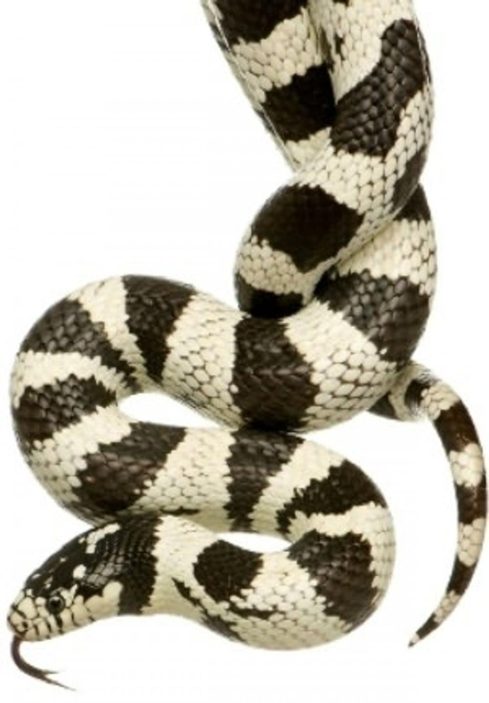 Big bigCover of King Snake Care for Beginners