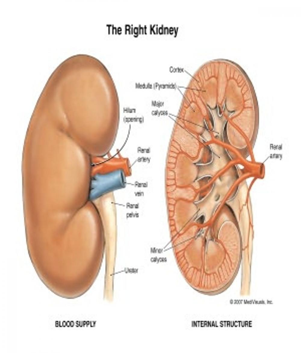 Big bigCover of Effectively Treating Kidney Stones and Future Prevention
