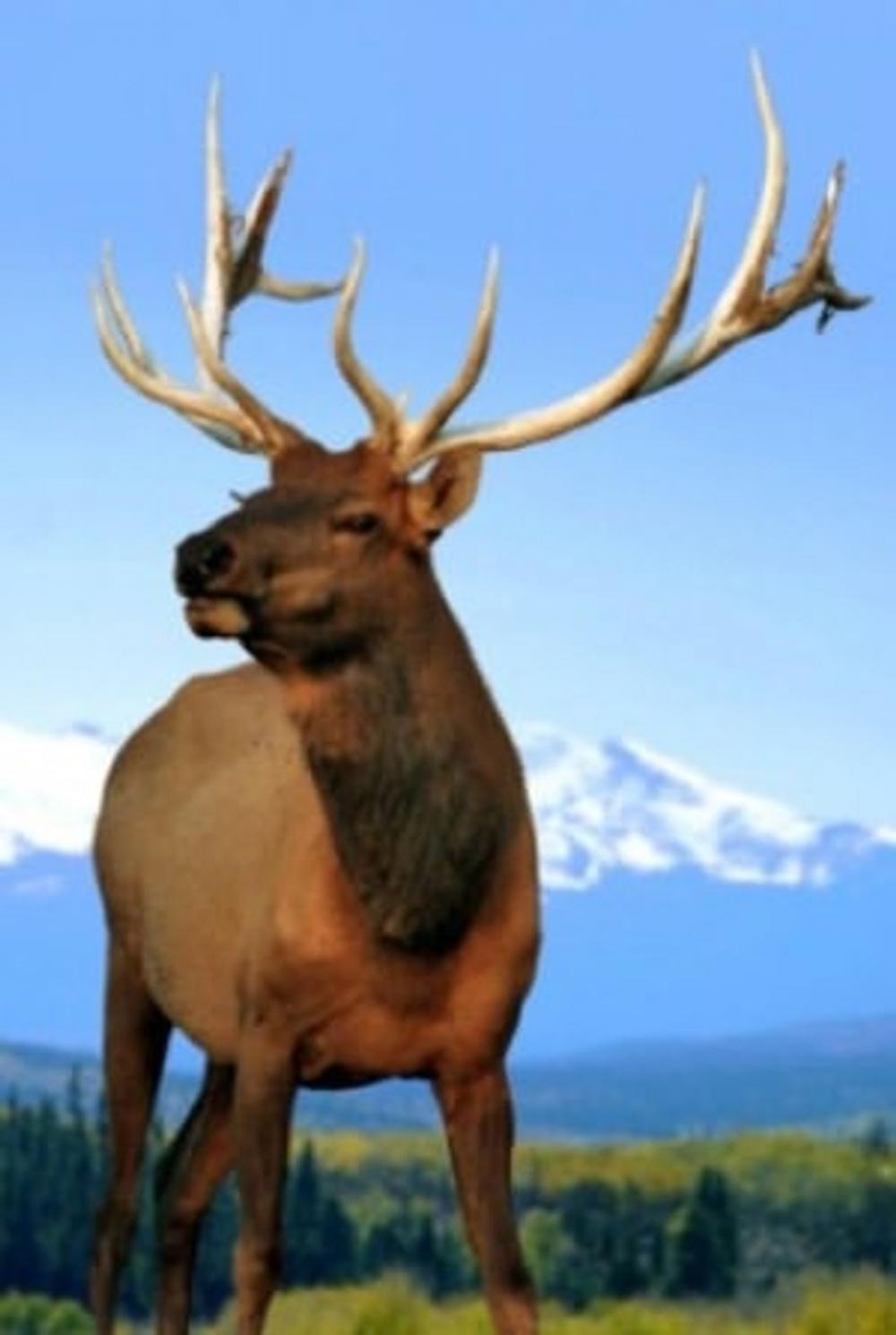 Big bigCover of How to Hunt Elk