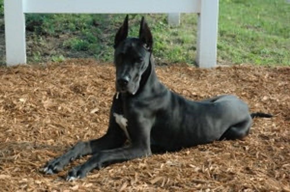 Big bigCover of A Beginners Guide to Great Danes