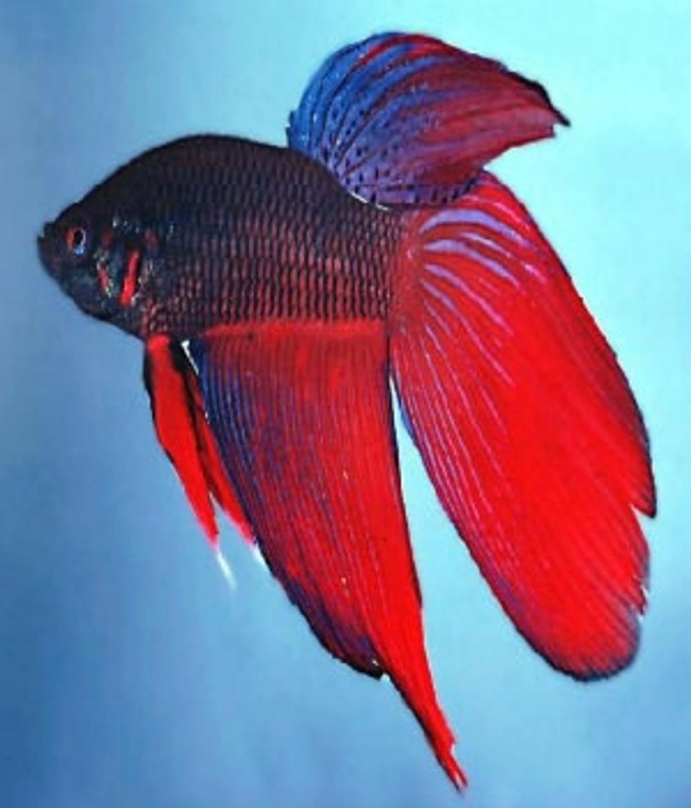 Big bigCover of A Beginners Guide to Caring For Betta Fish