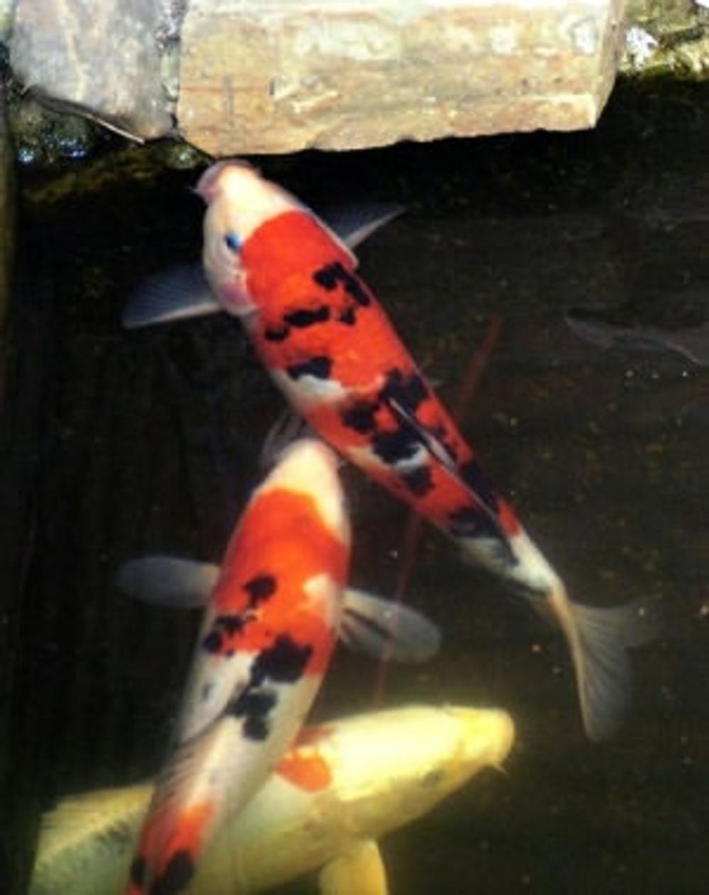 Big bigCover of Starting and Maintaining a Koi Pond: A Guide For Beginners