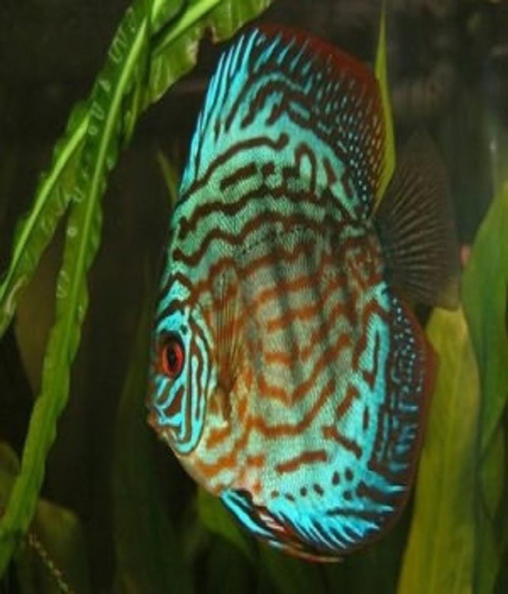 Big bigCover of The Essential Guide to Caring For and Breeding Discus Fish