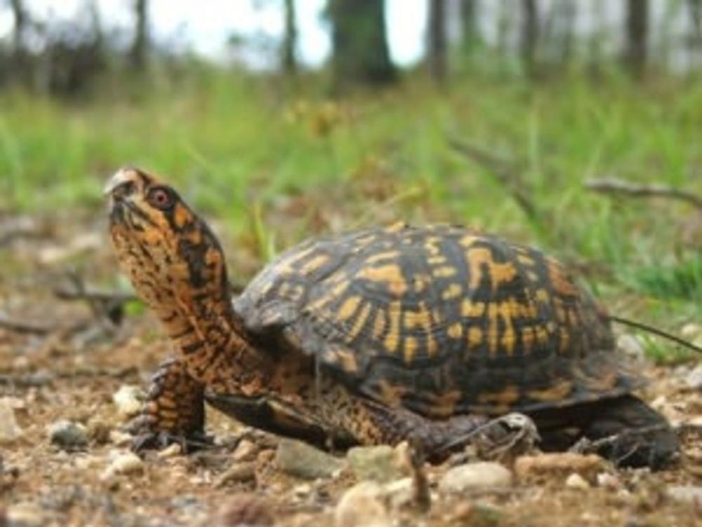 Big bigCover of How to Care for a Box Turtle