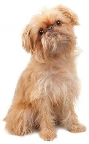 Book cover of A Beginners Guide to Brussels Griffons