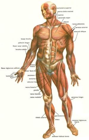 Cover of the book Human Body Facts: A Fun Guide to the Human Body by Wesley Parks