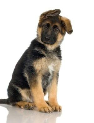 bigCover of the book German Shepherd Training For Beginners by 