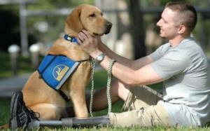 Cover of the book Training a Service Dog For Beginners by Martin Quinn
