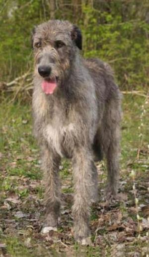 Cover of the book Irish Wolfhounds for Beginners by Charles Huff