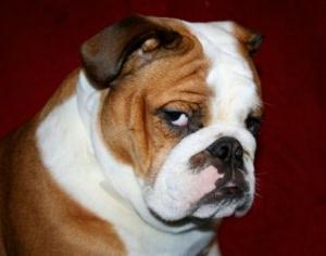 bigCover of the book English Bulldogs for Beginners by 