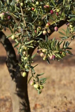 Cover of the book How to Grow an Olive Tree by Nathan Terrence