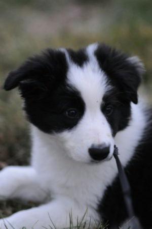 Cover of the book Border Collie Training for Beginners by Rita Wolfe
