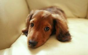 bigCover of the book Dachshunds for Beginners by 