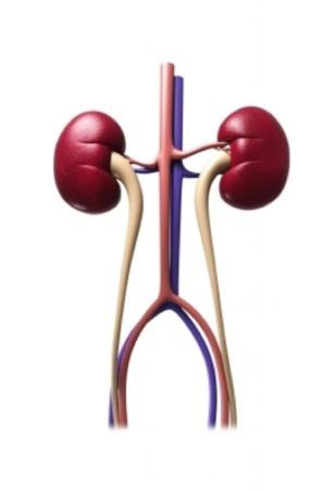 Cover of Chronic Kidney Failure: Causes, Symptoms and Treatments