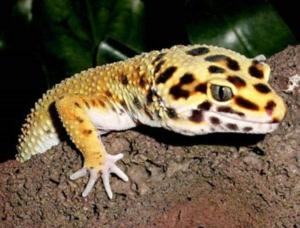 Cover of the book Leopard Gecko Care for Beginners by Manny Venito