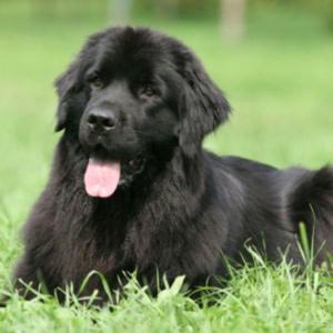 Cover of Newfoundlands for Beginners