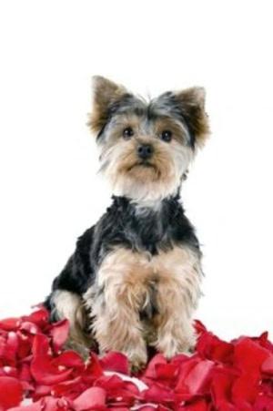 bigCover of the book A Beginners Guide to Yorkshire Terriers by 