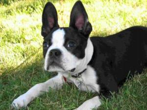 Cover of the book Boston Terriers for Beginners by Larry Higgins