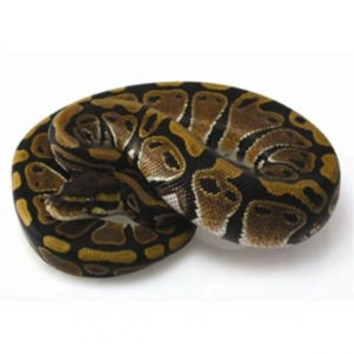 Cover of the book Ball Python Care for Beginners by Harper Burns, Axel Publishing