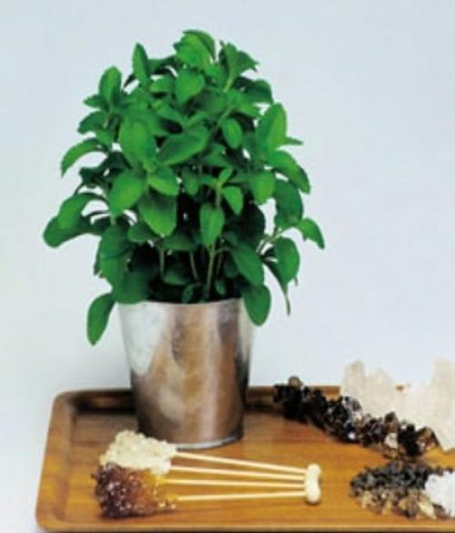 Cover of the book A Crash Course on How to Grow Stevia by Dave Houston, Axel Publishing