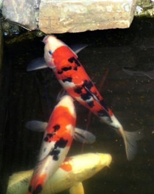 Cover of the book Starting and Maintaining a Koi Pond: A Guide For Beginners by Kim Walker, Axel Publishing