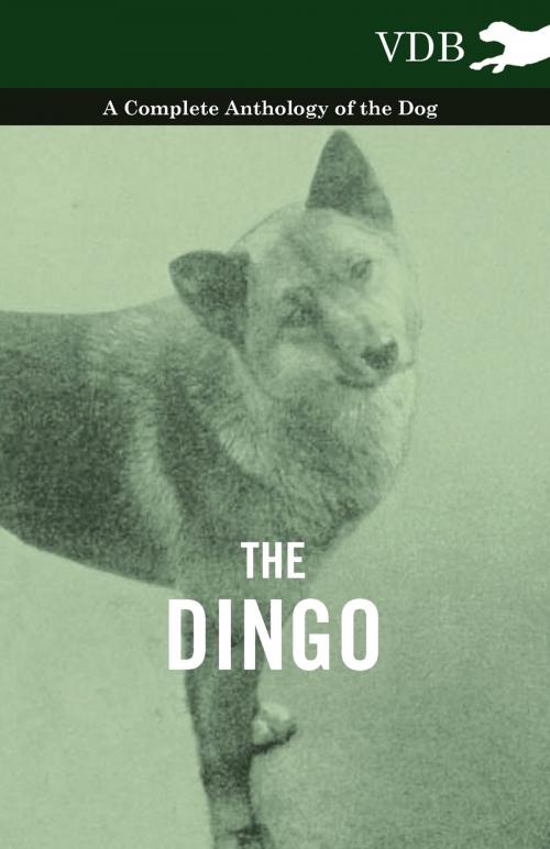 Cover of the book The Dingo - A Complete Anthology of the Dog - by Various, Read Books Ltd.
