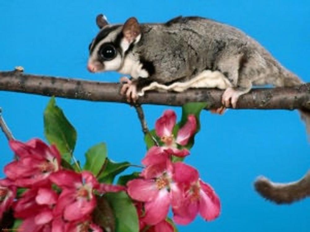 Big bigCover of Sugar Gliders for Beginners
