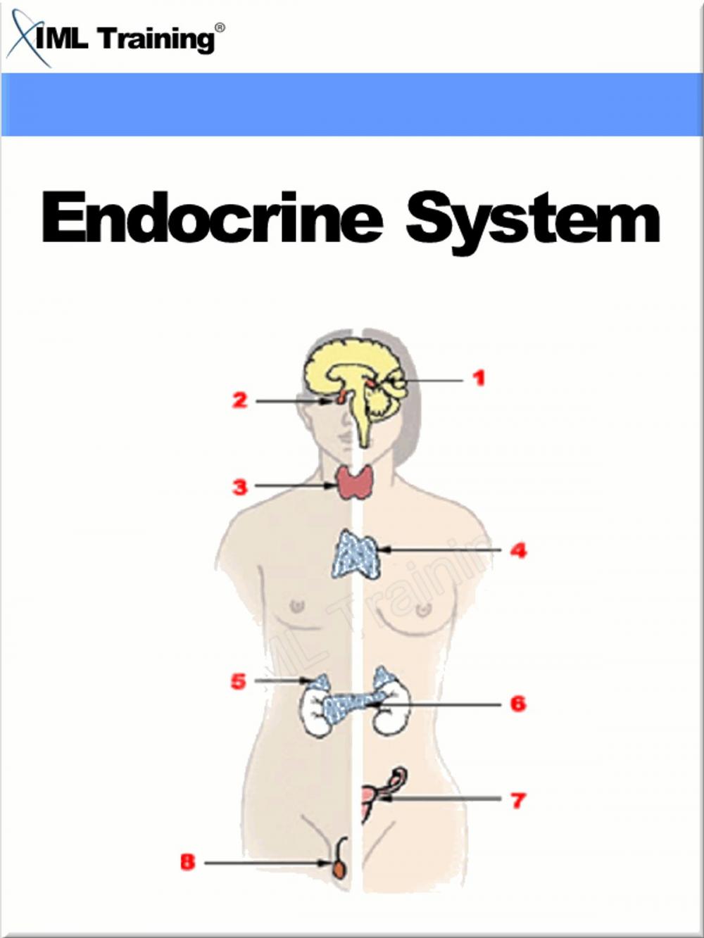 Big bigCover of Endocrine System (Human Body)