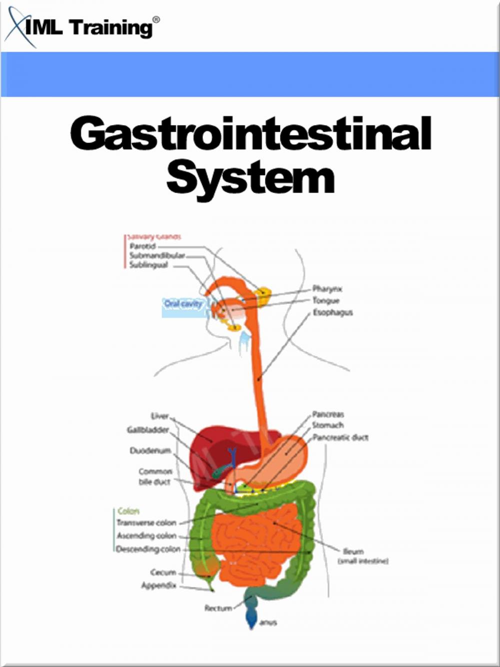 Big bigCover of Gastrointestinal System (Human Body)