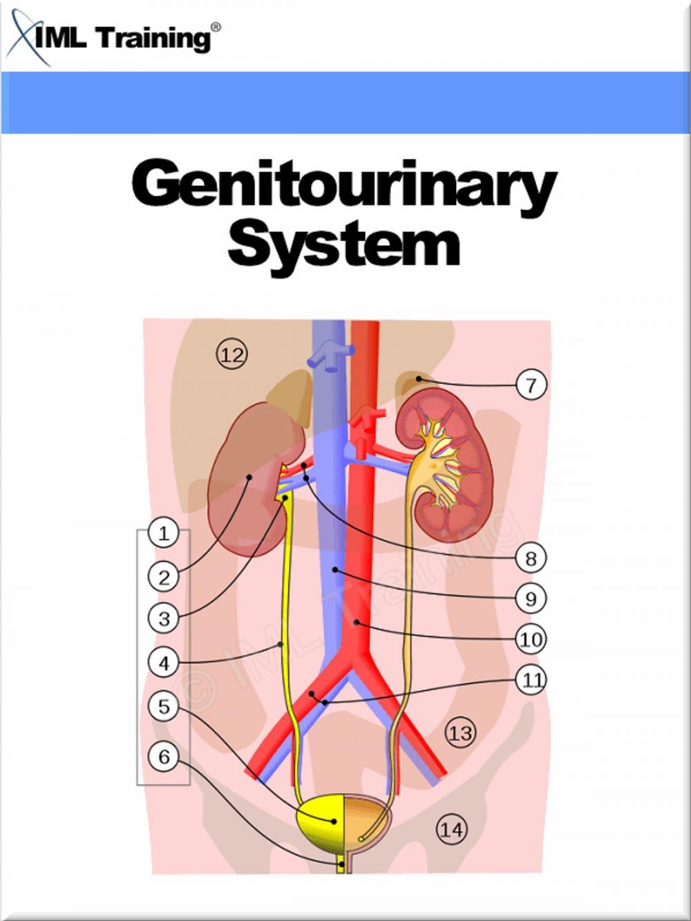 Big bigCover of Genitourinary System (Human Body)