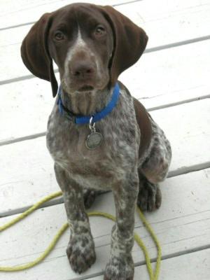 Cover of the book German Shorthaired Pointers for Beginners by Jake Moreno