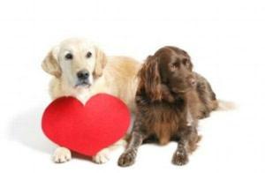 bigCover of the book Dog Heart Murmur: Causes, Symptoms and Treatments by 